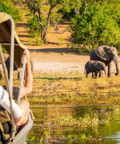 Elephants seen on a boat safari in Africa