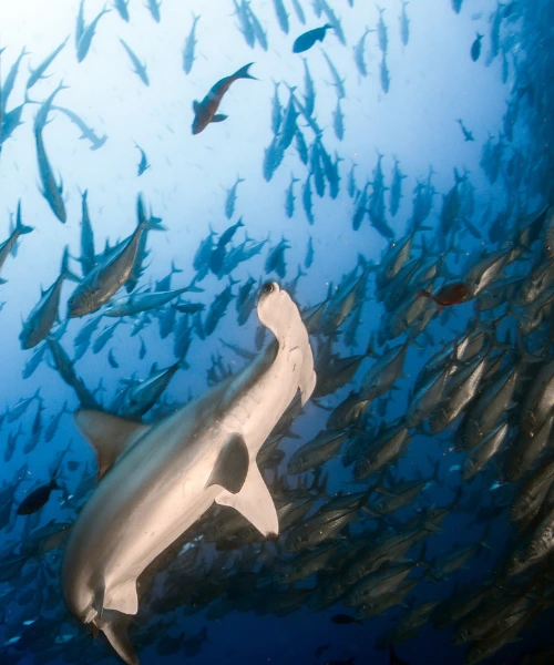 Hammerhead shark and fish near Cocos Island