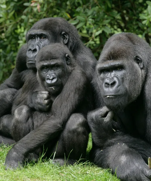 Western lowland gorilla, a vital part of Congo's conservation