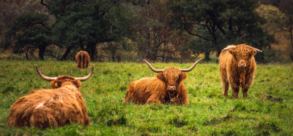 Highland cows in Scotland
