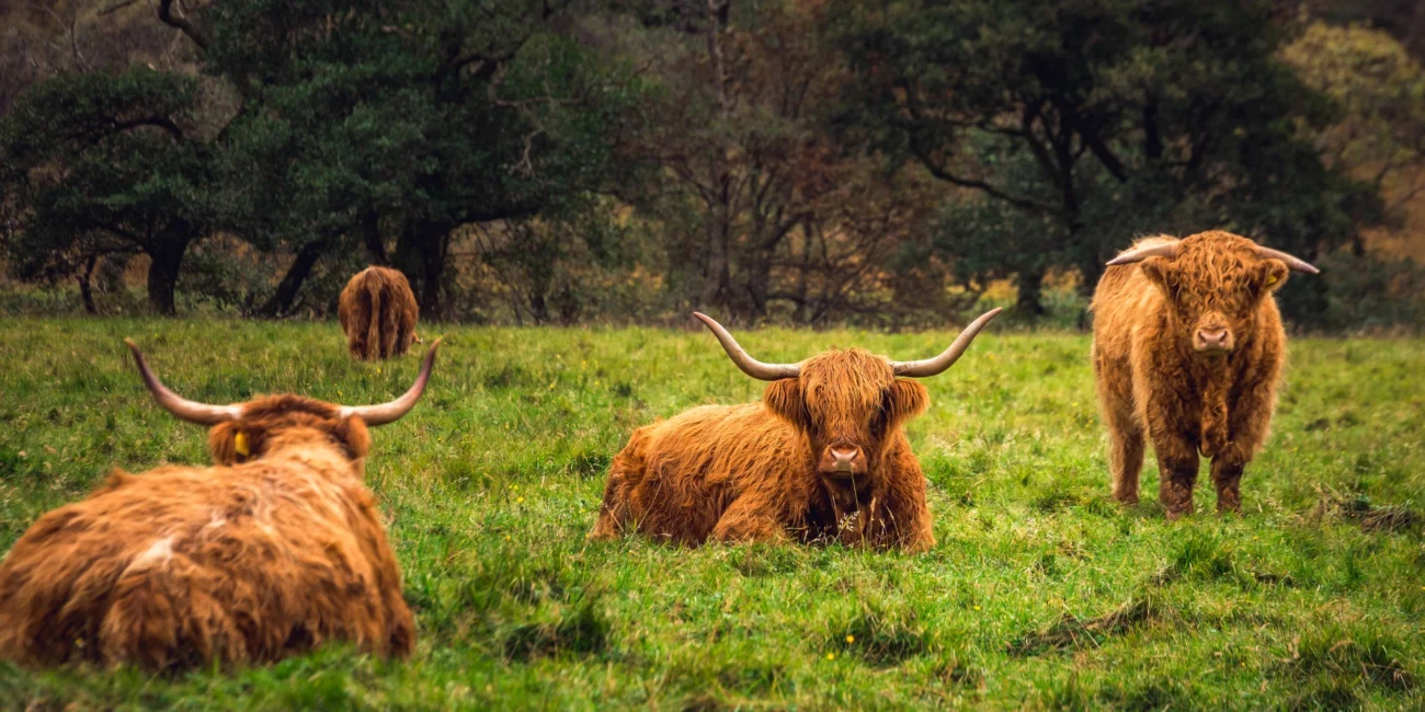 Highland cows in Scotland
