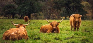 Highland cows in Scotland