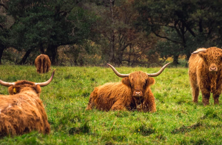 Highland cows in Scotland