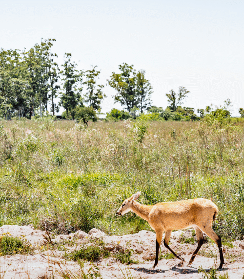 Deer walking hrough Ibera National Park