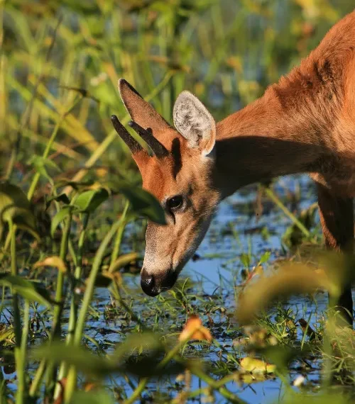 Deer drinking water in Ibera National Park