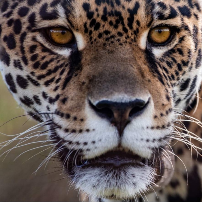 Conservation Impact report 2024