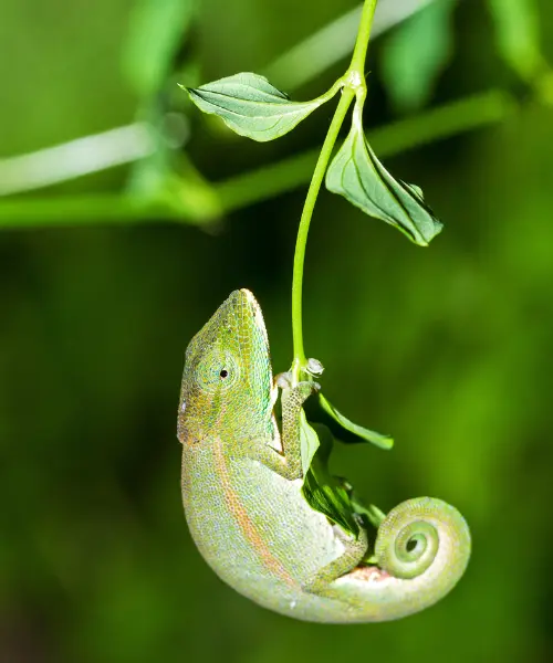 Chameleon in Ranomafana National Park