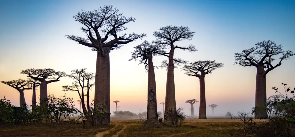 Madagascar baobab trees in the sunrise