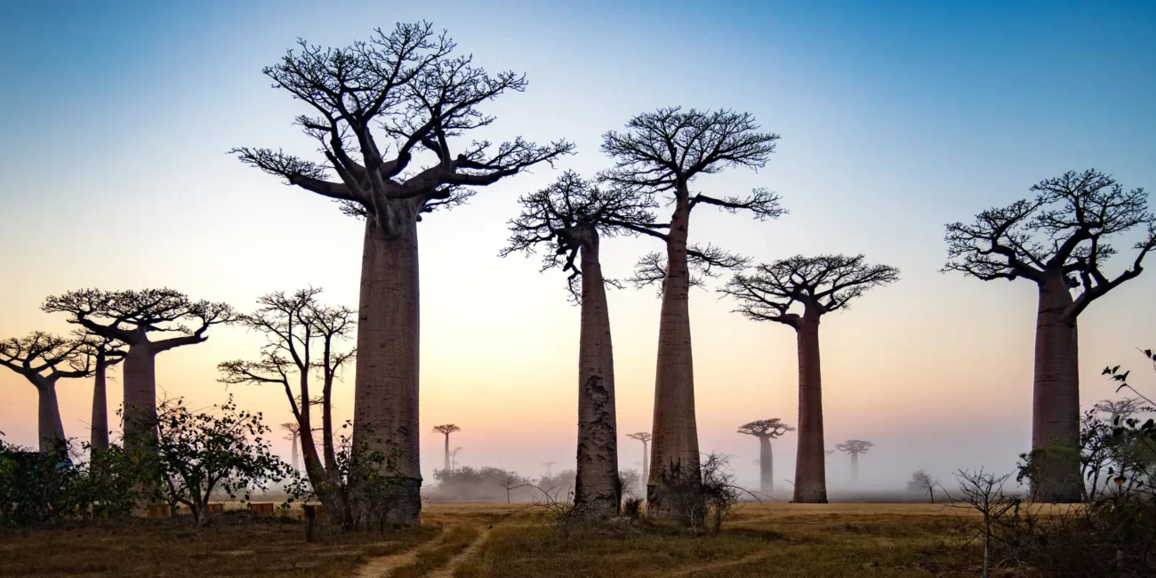 Madagascar baobab trees in the sunrise