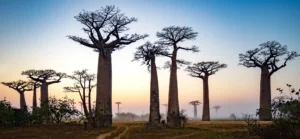 Madagascar baobab trees in the sunrise