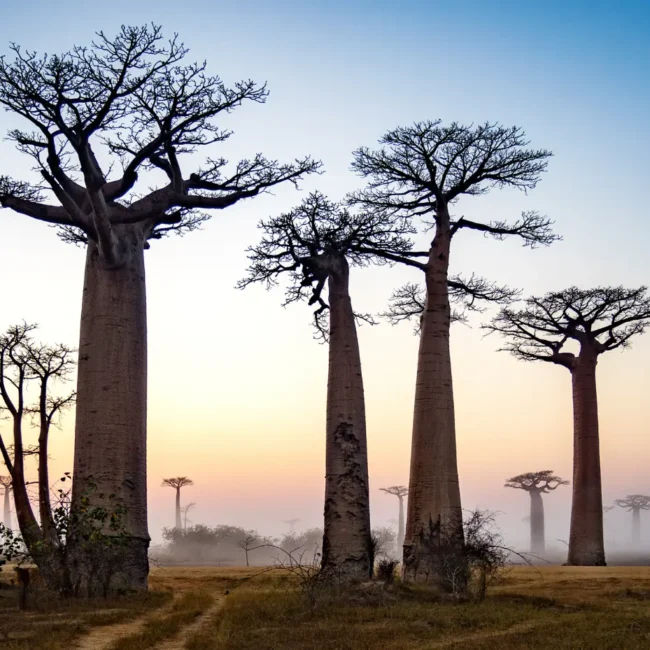 Madagascar baobab trees in the sunrise
