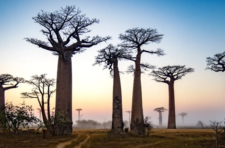 Madagascar baobab trees in the sunrise