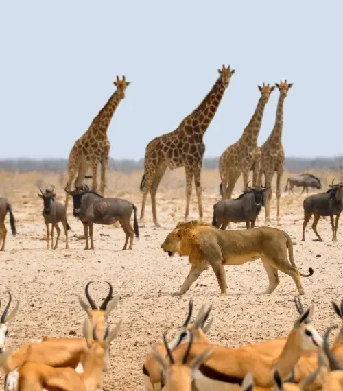 Lion walking across the Namibian plain where giraffe, wildebeest, and buck are grazing