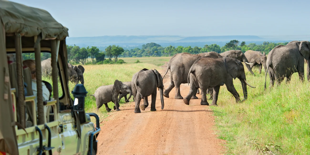 Elephant walking across te road in front of a safari car