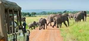 Elephant walking across te road in front of a safari car