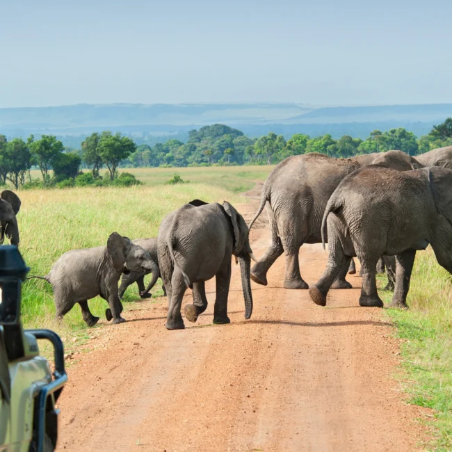 Elephant walking across te road in front of a safari car