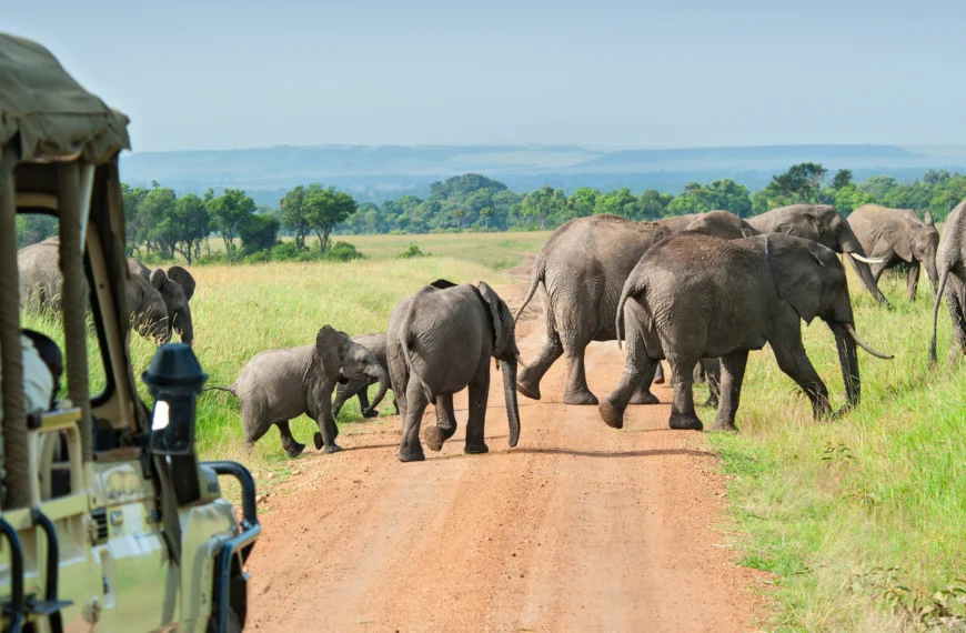 Elephant walking across te road in front of a safari car