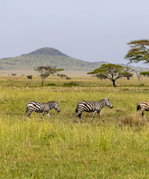 Zebra walking across the landscape