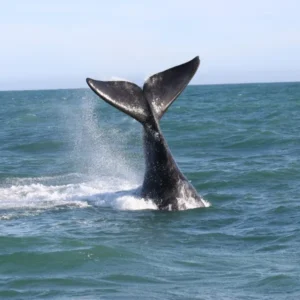 Whale watching at Grootboss