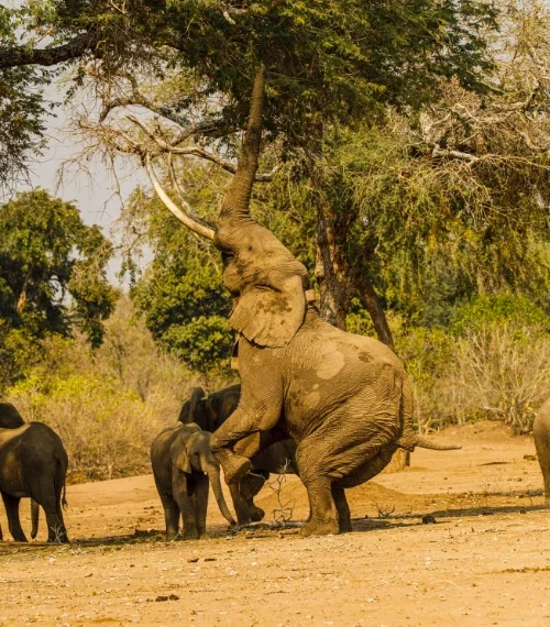 Elephant reaching up to grab leaves from a tree in Zimbabwe