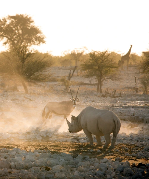 Black rhino amongst Gemsbok - a testament to Zimbabwe's wildlife conservation efforts