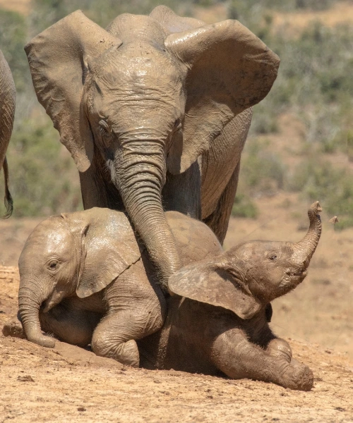 Elephant playing with her two babies