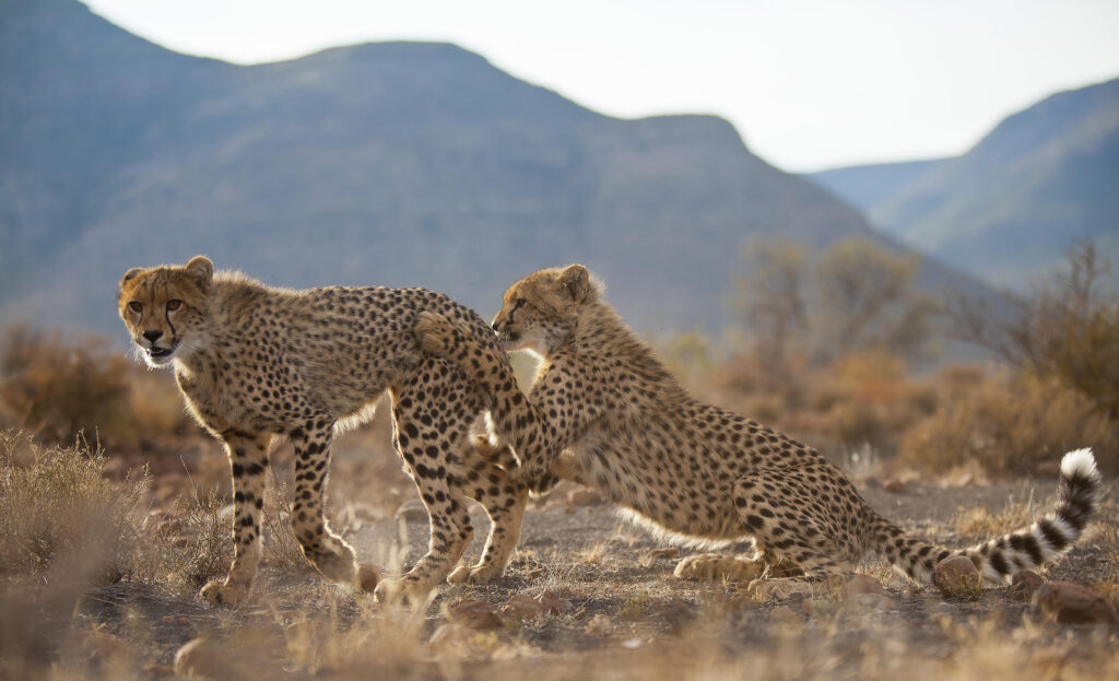 Rewilding South Africa - Cheetah in the Karoo