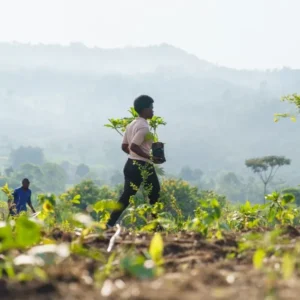 AF - Uganda - Kibale Forest National Park - Kibale Lodge - Reforesting
