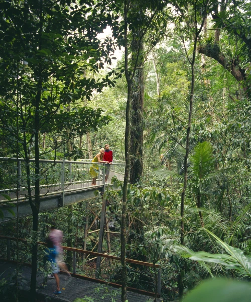 People walking along a boardwalk in Daintree National Park in Australia