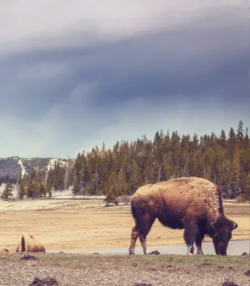 best things to do in Montana