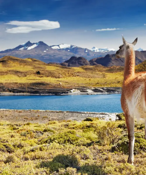 LLama overlooking a lake in Patagonia
