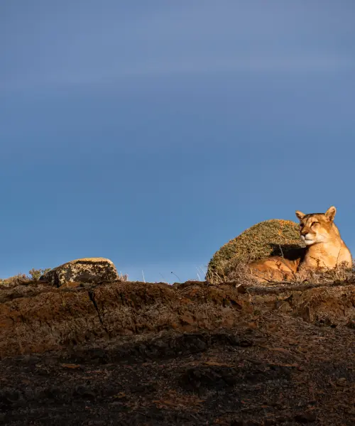 Chilean puma sitting on grass, part of the rewilding Chile project