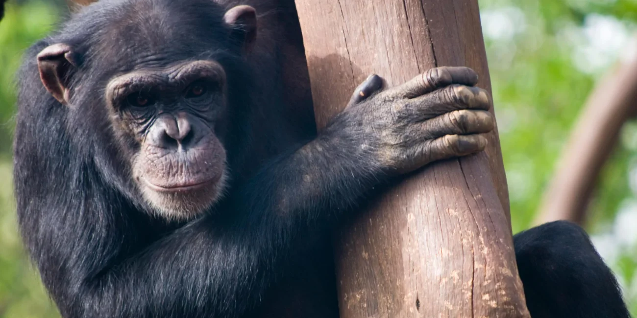chimpanzee trekking