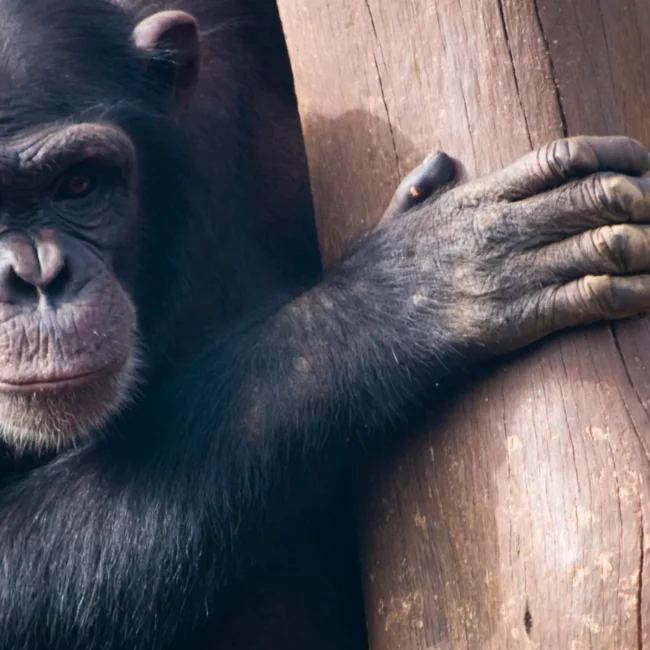 chimpanzee trekking