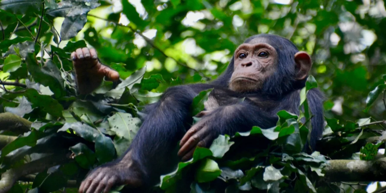 Chimpanzee Trekking_ Get to Know Our Closest Living Relatives (1)_converted