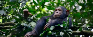 Chimpanzee Trekking_ Get to Know Our Closest Living Relatives (1)_converted