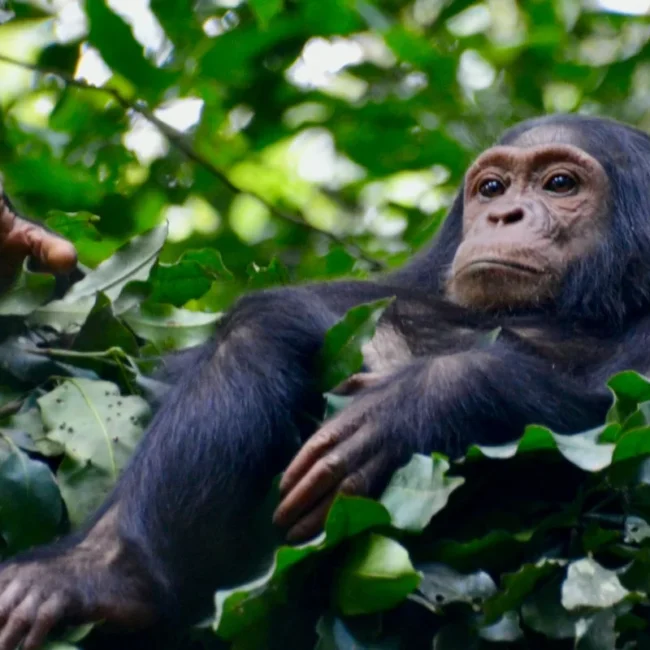 Chimpanzee Trekking_ Get to Know Our Closest Living Relatives (1)_converted