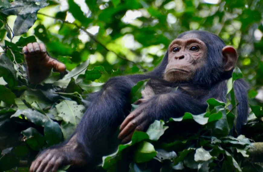 Chimpanzee Trekking_ Get to Know Our Closest Living Relatives (1)_converted