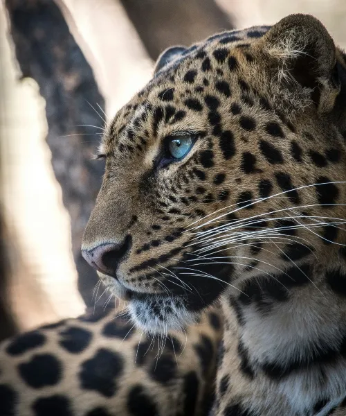 Plan trip to Asia and see this leopard_converted