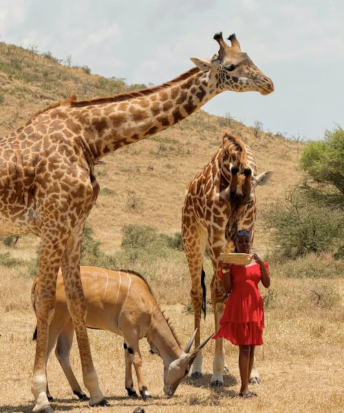 giraffes in tanzania