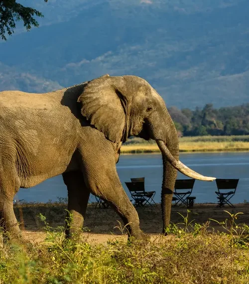 Zimbabwe safari family