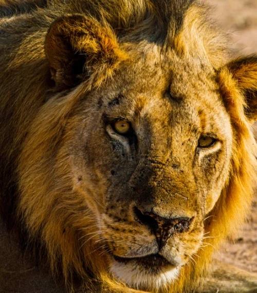 Zimbabwe Family Safari Mana Pool Lion