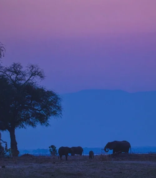 Mana Pools Zimbabwe Family Safari