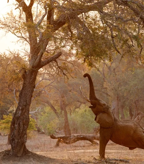 Family Safari Zimbabwe Mana Pools
