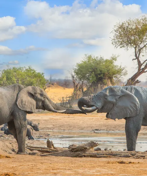 Zimbabwe Family Safari