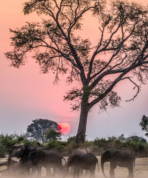 Zimbabwe family safari
