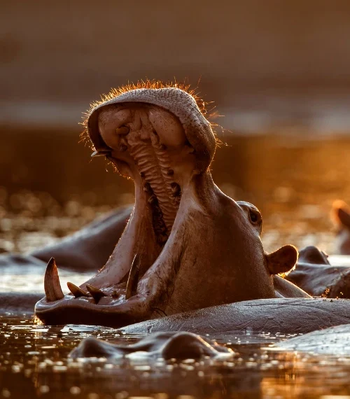 Mana Pools Zimbabwe