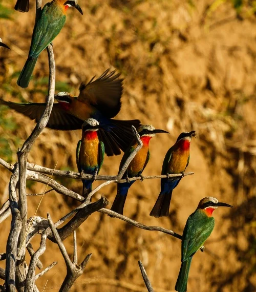 Mana Pools Zimbabwe Family Safari