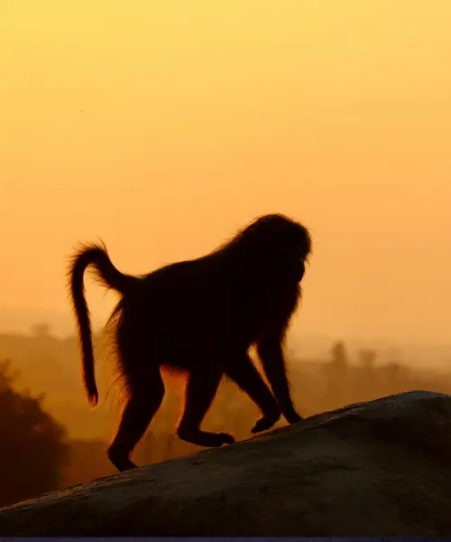 Zimbabwe Family Safari