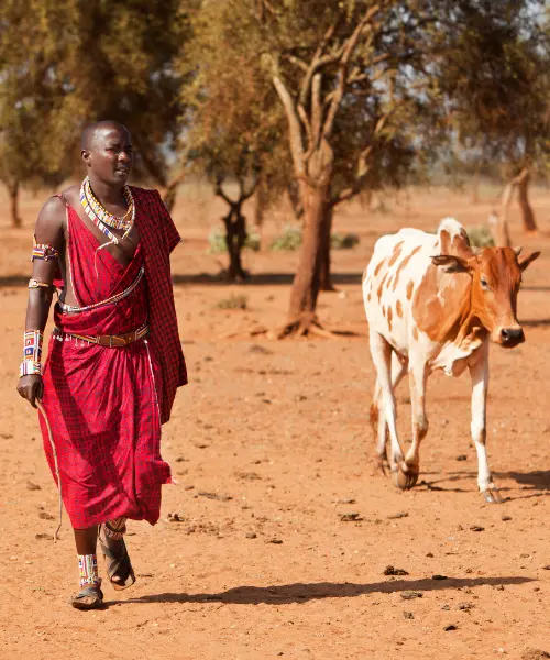 maasai culture